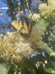 Papilio glaucus