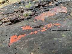 Tulasnella aurantiaca