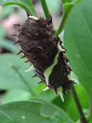 Troidini