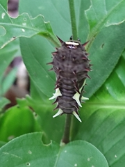 Troidini