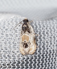 Olethreutes griseoalbana