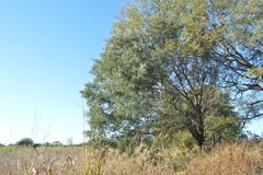 Schinopsis lorentzii