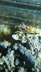 Strumigenys membranifera