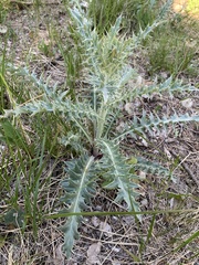 Cirsium wheeleri