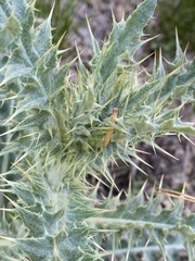 Cirsium wheeleri