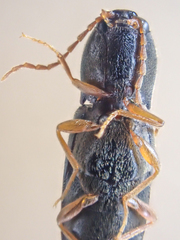 Horistonotus