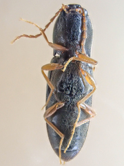 Horistonotus