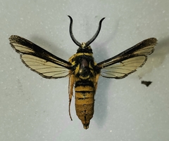 Paranthrene simulans