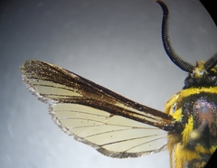 Paranthrene simulans