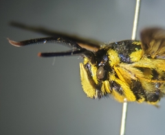 Paranthrene simulans