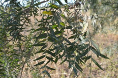 Schinopsis lorentzii