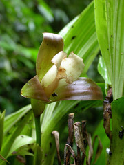 Lycaste macrophylla