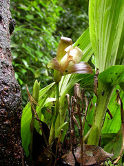 Lycaste macrophylla