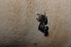 Cephalotes pusillus