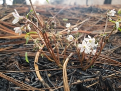 Jarilla heterophylla