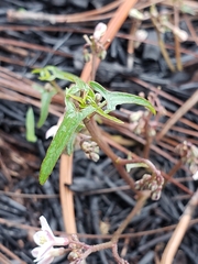 Jarilla heterophylla