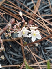 Jarilla heterophylla