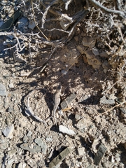 Uta stansburiana stansburiana