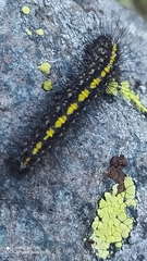 Setina