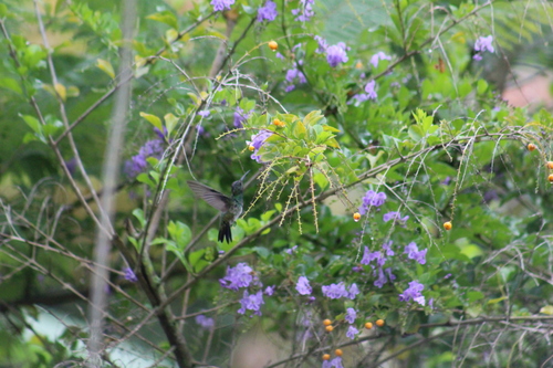 Shining-green Hummingbird (Chrysuronia goudoti), photo 10