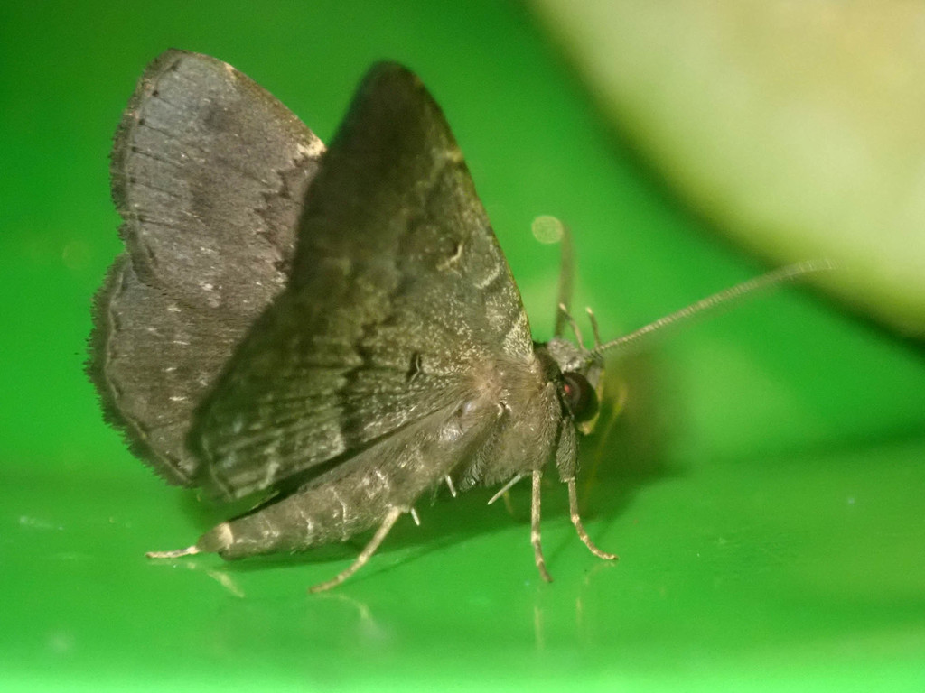 Moth (Bocana manifestalis)