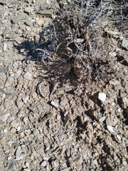 Uta stansburiana stansburiana