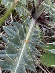 Cirsium wheeleri