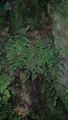 Adiantum raddianum