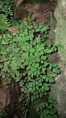 Adiantum raddianum