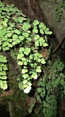 Adiantum raddianum