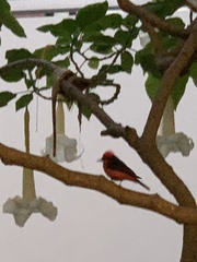 Pyrocephalus rubinus