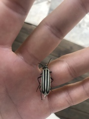 Epicauta atrivittata