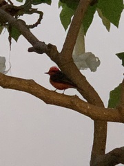 Pyrocephalus rubinus