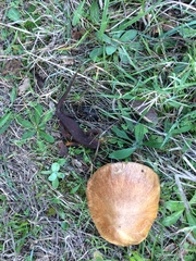 Suillus ponderosus