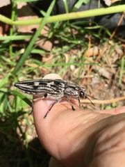 Chalcophora virginiensis