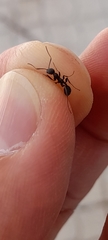 Aphaenogaster