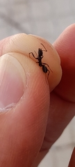Aphaenogaster