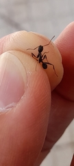 Aphaenogaster