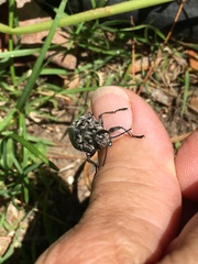 Chalcophora virginiensis