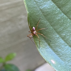 Philodromus marxi