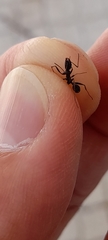 Aphaenogaster
