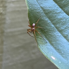 Philodromus marxi