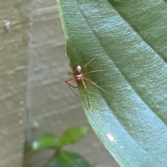 Philodromus marxi