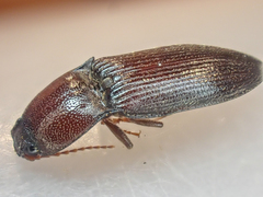 Hypoganus