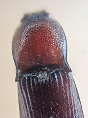 Hypoganus