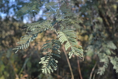 Vachellia aroma