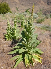 Verbascum thapsus thapsus