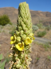 Verbascum thapsus thapsus