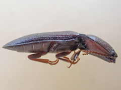 Hypoganus