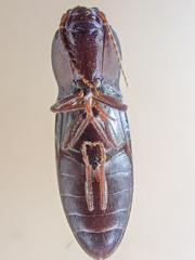 Hypoganus